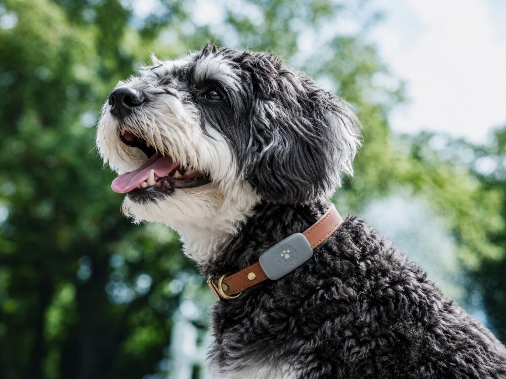 Petivity GPS dog tracker