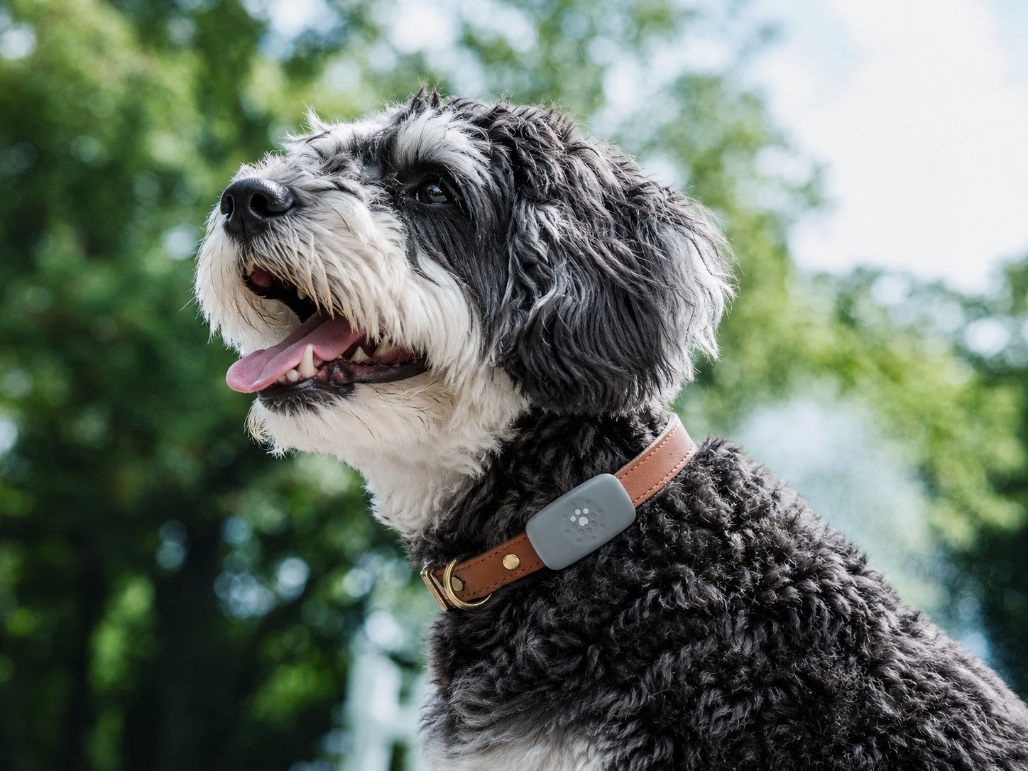 Petivity GPS Tracker Review