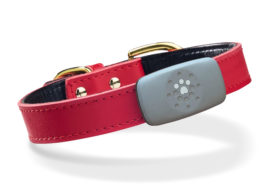 red petivity pet tracker on collar