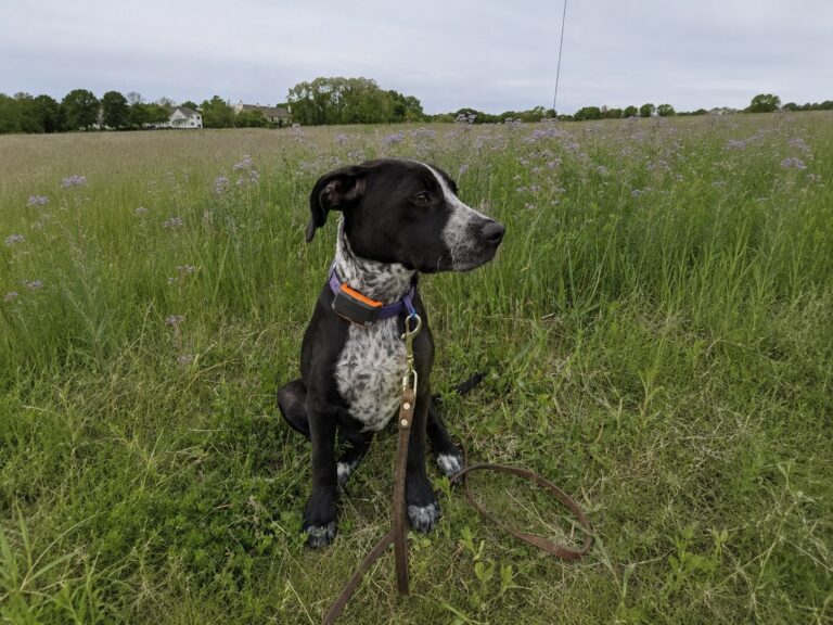 Pointer Garmin dog tracker