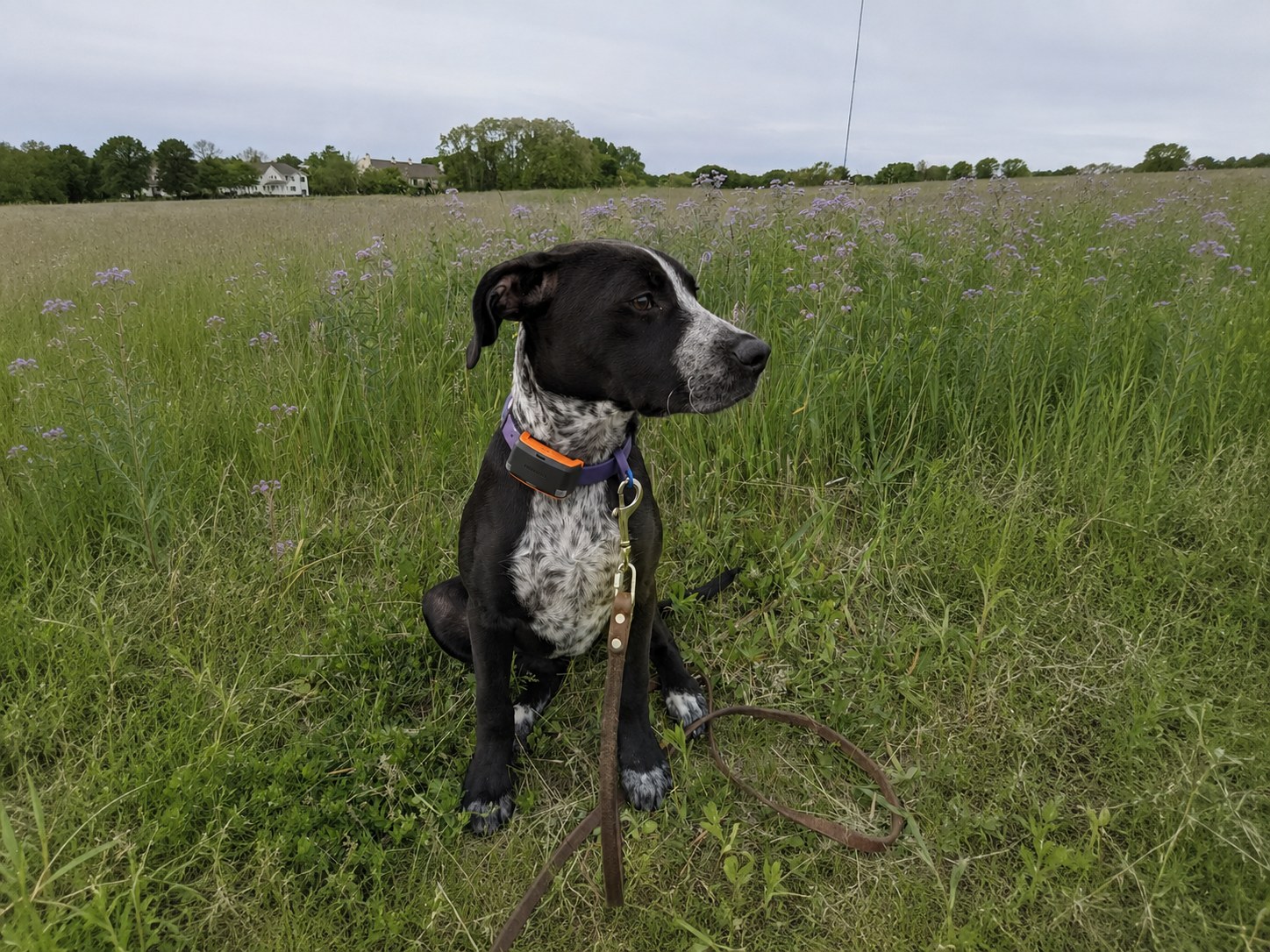 Garmin Dog Tracker Review