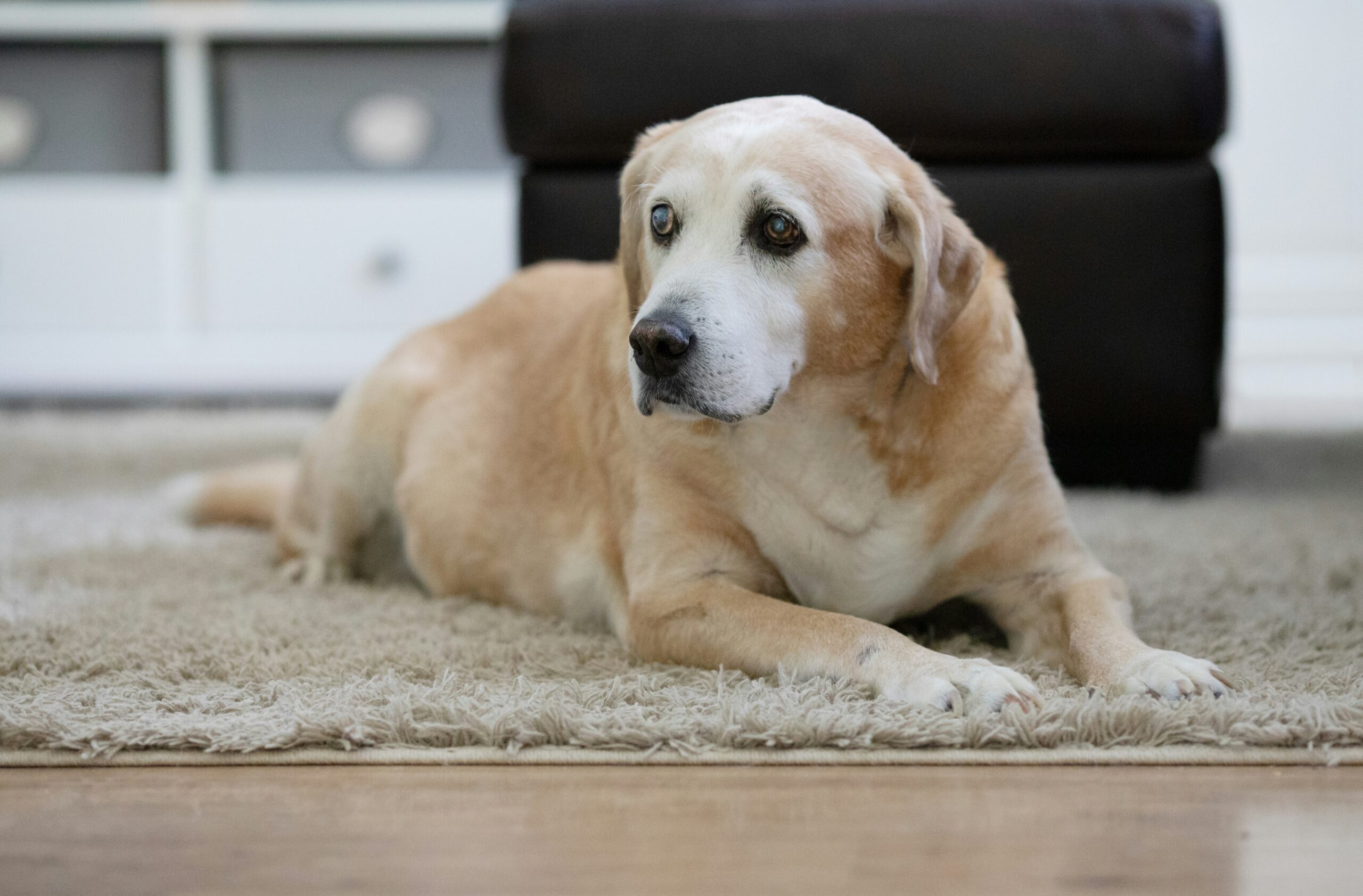 Gadgets for Senior Dogs: Smart Tech for Comfort, Connection, and More Good Days