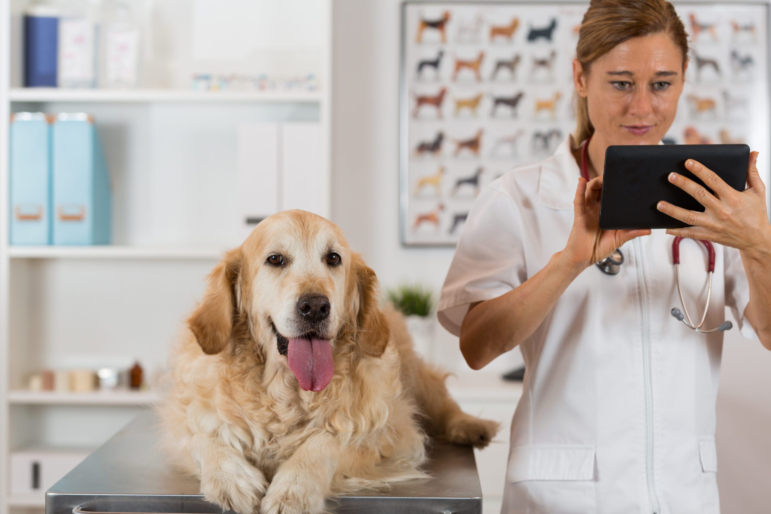 How to Share Pet Health Data With Your Vet: Portals, Wearables, and Better Questions