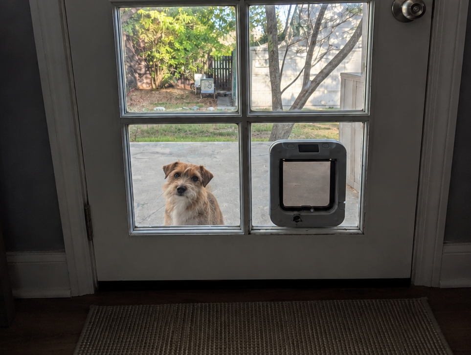 dog looks in window with automatic doggie door installed