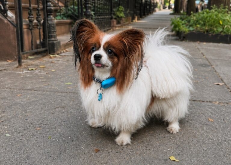 Small papillion dog wearing GPS tracker