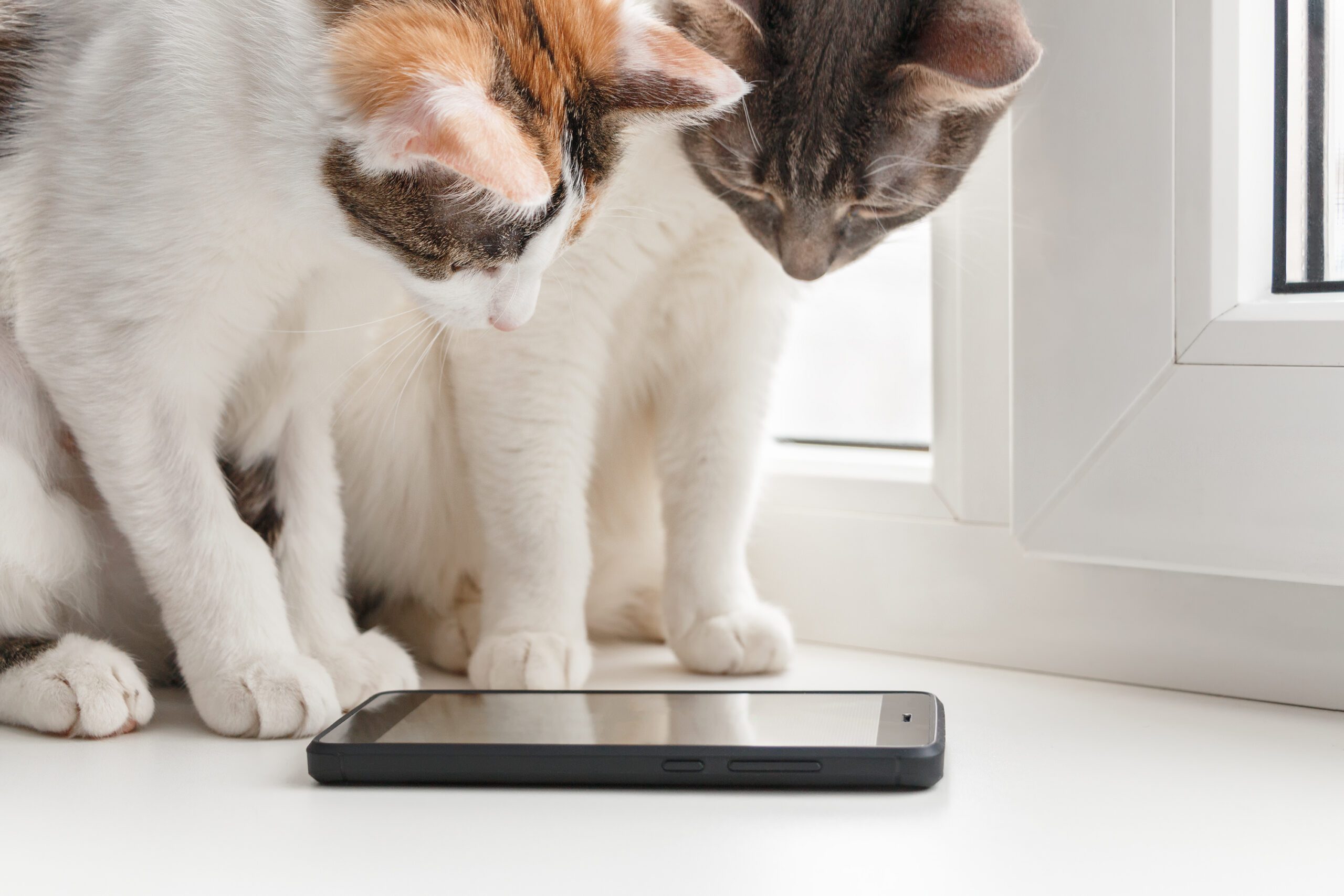 Best Cat Gadgets: Smart Tech for Better Meals, Wilder Play, and a Happier Home