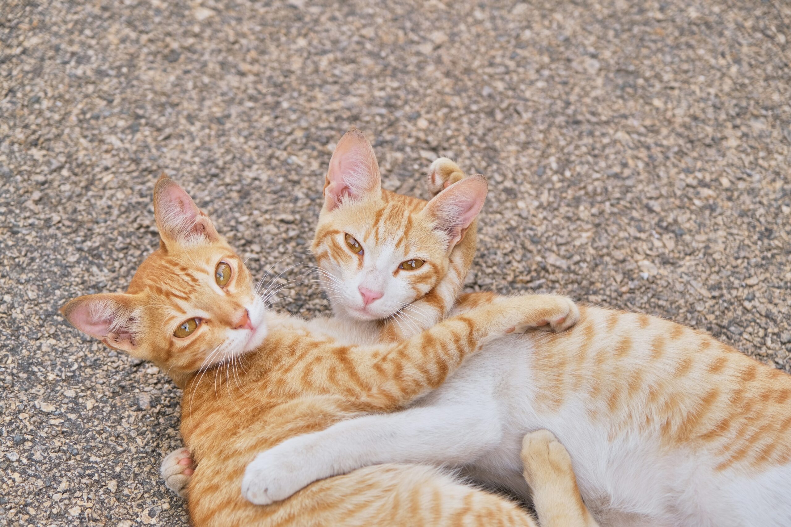 Geeky Names for Pets Who Come in Pairs