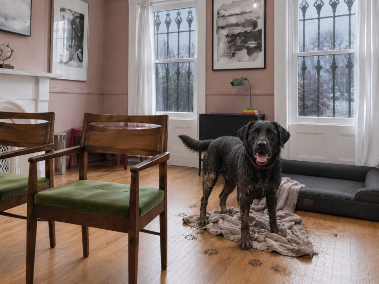 Wet dog smell air purifiers heavy shedding home