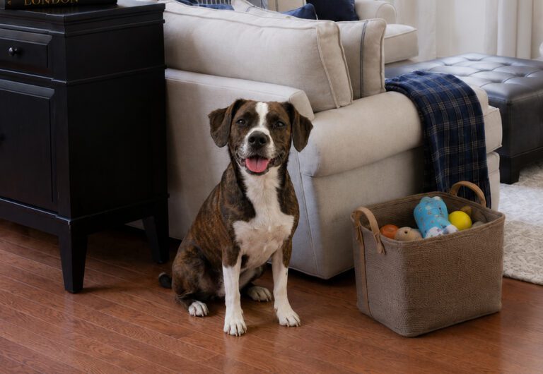 Puppy DNA test will tell the breed of this dog